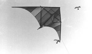 16ft delta and bird kites